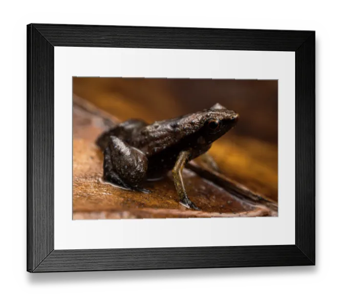 Framed Print : Gardiner's frog (Sechellophryne gardineri) sitting on leaf, Mahè Island, Seychelles