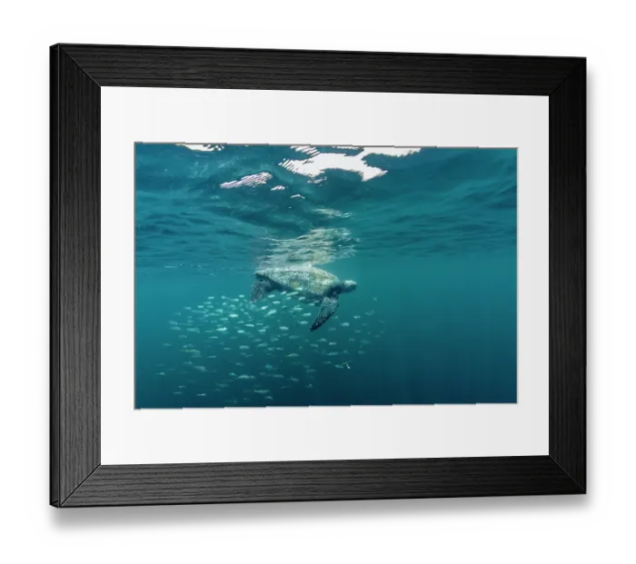 Framed Print : Leatherback sea turtle (Dermochelys coriacea) swimming close to surface accompanied by Remoras (Remora sp.), Kei Islands, Moluccas, Indonesia, Banda Sea, southwest Pacific Ocean Framed Print : Leatherback sea turtle (Dermochelys coriacea) swimming close to surface accompanied by Remoras (Remora sp.), Kei Islands, Moluccas, Indonesia, Banda Sea, southwest Pacific Ocean