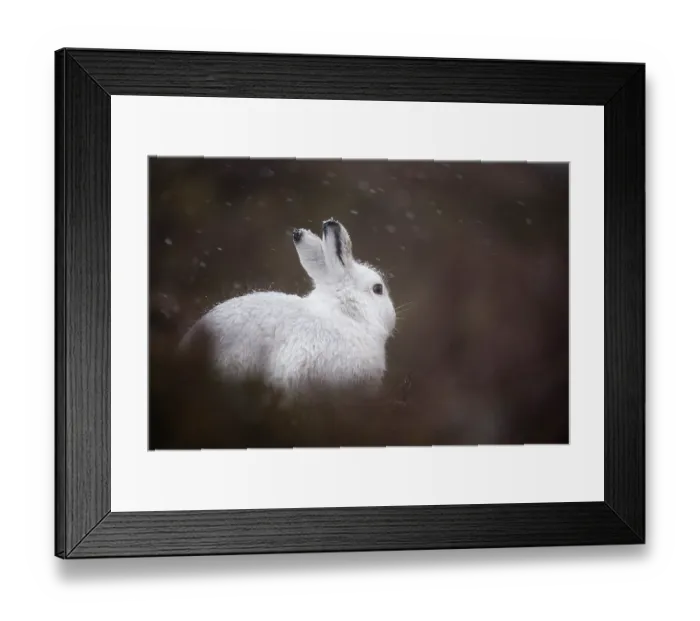 Framed Print : Mountain hare (Lepus timidus) in winter coat, sitting on heather moorland in the rain, Cairngorms National Park, Scotland, UK. January Framed Print : Mountain hare (Lepus timidus) in winter coat, sitting on heather moorland in the rain, Cairngorms National Park, Scotland, UK. January