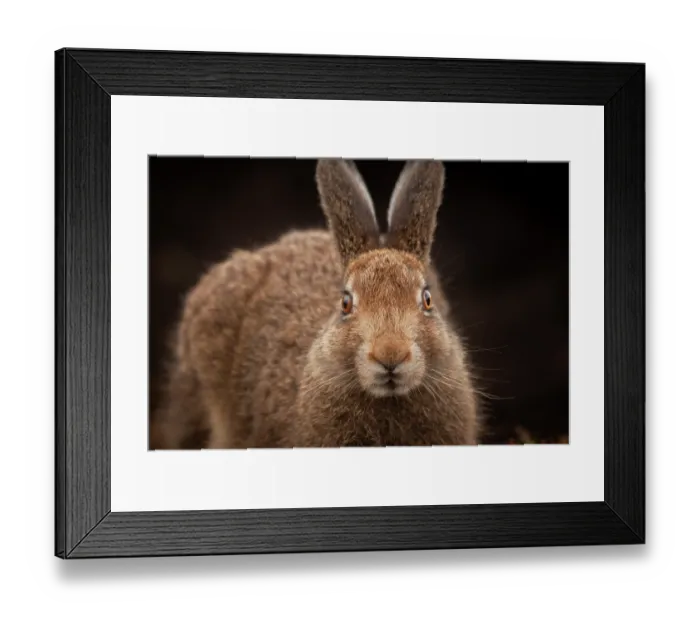 Framed Print : Mountain hare (Lepus timidus) sub-adult, portrait, Peak District National Park, England, UK. August Framed Print : Mountain hare (Lepus timidus) sub-adult, portrait, Peak District National Park, England, UK. August