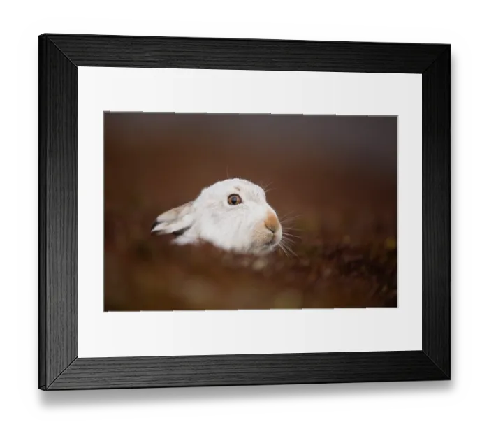 Framed Print : Mountain hare (Lepus timidus) in winter coat, looking out from open heather moorland, Cairngorms National Park, Scotland, UK. January