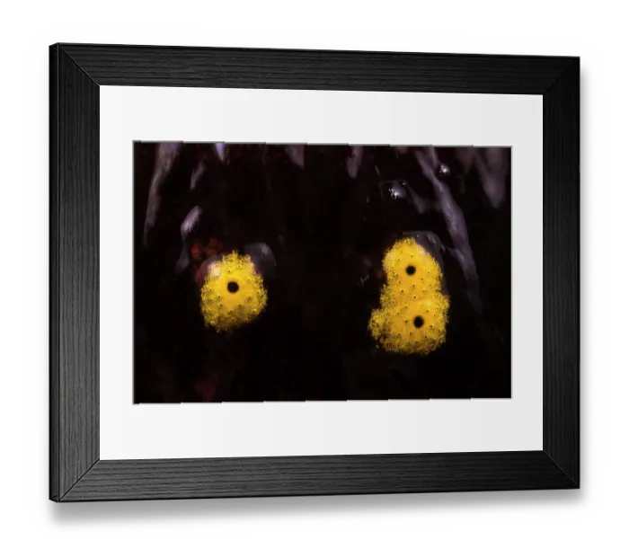 Framed Print : Close-up of spots on skin of Fire salamander (Salamandra salamandra), Aveto Regional Park, Italy