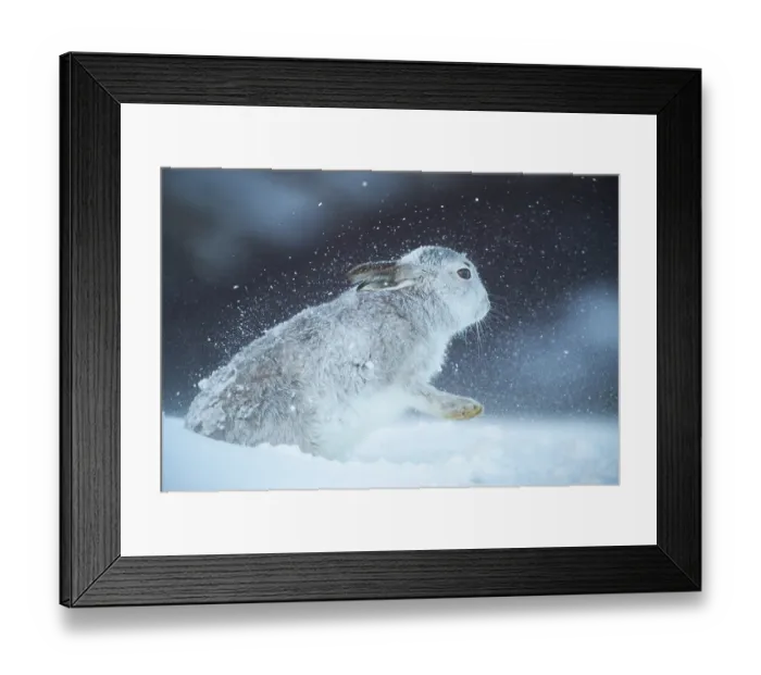 Framed Print : RF - Mountain hare (Lepus timidus) shaking snow off its fur during a ferocious snowstorm, Cairngorms National Park, Scotland, UK. February Framed Print : RF - Mountain hare (Lepus timidus) shaking snow off its fur during a ferocious snowstorm, Cairngorms National Park, Scotland, UK. February