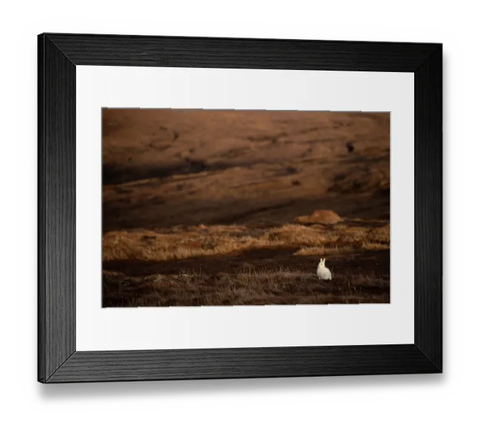Framed Print : Mountain hare (Lepus timidus) in winter coat, sitting alert on heather moorland, Cairngorms National Park, Scotland, UK. March Framed Print : Mountain hare (Lepus timidus) in winter coat, sitting alert on heather moorland, Cairngorms National Park, Scotland, UK. March