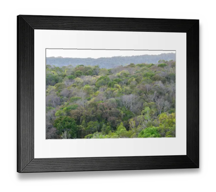 Framed Print : Deciduous / semi-humid forest, Andrafiamena-Andavakoera Protected Forest, northern Madagascar. October, 2023 Framed Print : Deciduous / semi-humid forest, Andrafiamena-Andavakoera Protected Forest, northern Madagascar. October, 2023
