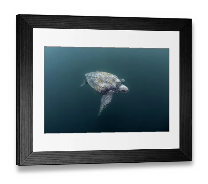 Framed Print : Leatherback sea turtle (Dermochelys coriacea) swimming underwater, Kei Islands, Moluccas, eastern Indonesia, Banda Sea, southwest Pacific Ocean Framed Print : Leatherback sea turtle (Dermochelys coriacea) swimming underwater, Kei Islands, Moluccas, eastern Indonesia, Banda Sea, southwest Pacific Ocean