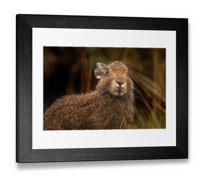 Framed Print : Mountain hare (Lepus timidus) sub-adult, portrait, Peak District National Park, England, UK. August Framed Print : Mountain hare (Lepus timidus) sub-adult, portrait, Peak District National Park, England, UK. August