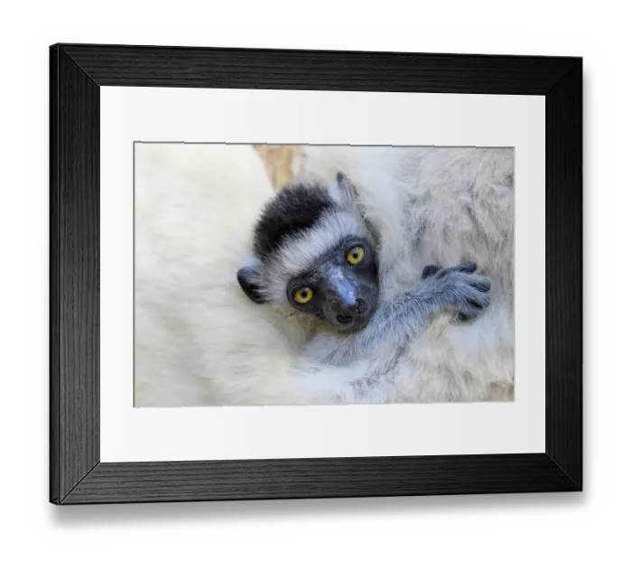 Framed Print : Verreaux's sifaka (Propithecus verreauxi) infant, aged 2-3 months, clinging to mother's fur, Kirindy Forest, Manabe, western Madagascar. Critically endangered Framed Print : Verreaux's sifaka (Propithecus verreauxi) infant, aged 2-3 months, clinging to mother's fur, Kirindy Forest, Manabe, western Madagascar. Critically endangered