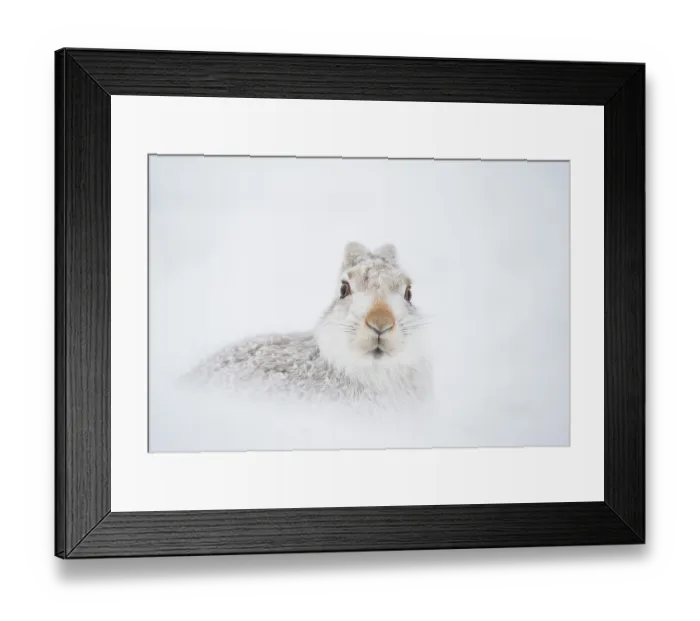 Framed Print : Mountain hare (Lepus timidus) in winter coat, resting in snow hole high in the mountains, Cairngorms National Park, Scotland, UK. February Framed Print : Mountain hare (Lepus timidus) in winter coat, resting in snow hole high in the mountains, Cairngorms National Park, Scotland, UK. February