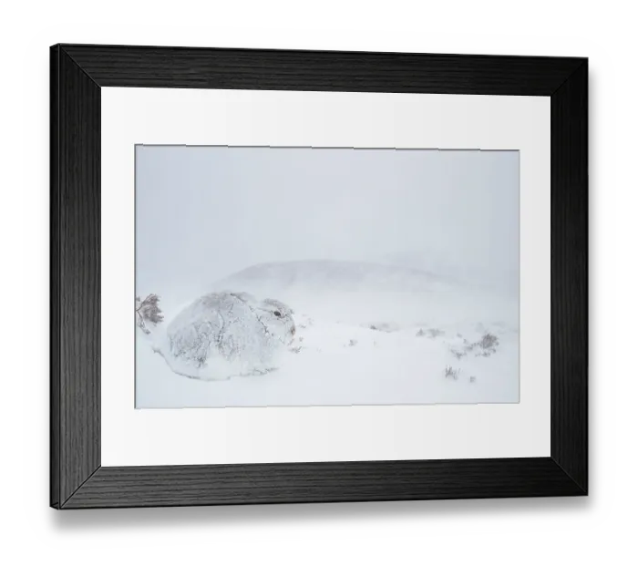 Framed Print : Mountain hare (Lepus timidus) encrusted in snow and ice resting on snow in gale force winds and swirling spindrift, Cairngorms National Park, Scotland, UK. February Framed Print : Mountain hare (Lepus timidus) encrusted in snow and ice resting on snow in gale force winds and swirling spindrift, Cairngorms National Park, Scotland, UK. February