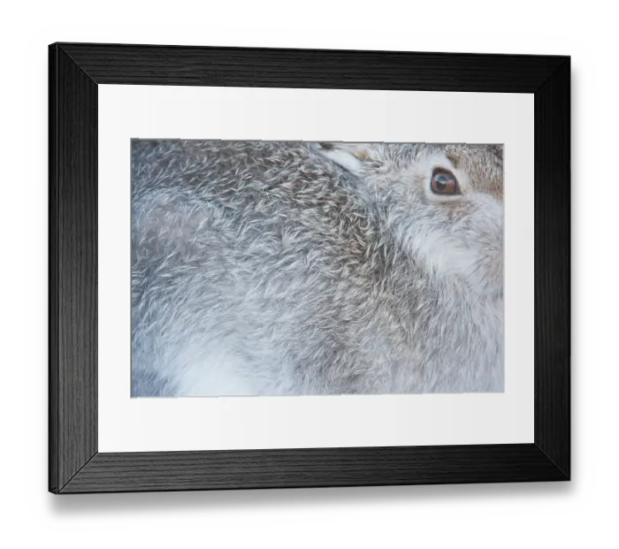 Framed Print : Mountain hare (Lepus timidus) close up portrait showing winter coat colour Framed Print : Mountain hare (Lepus timidus) close up portrait showing winter coat colour