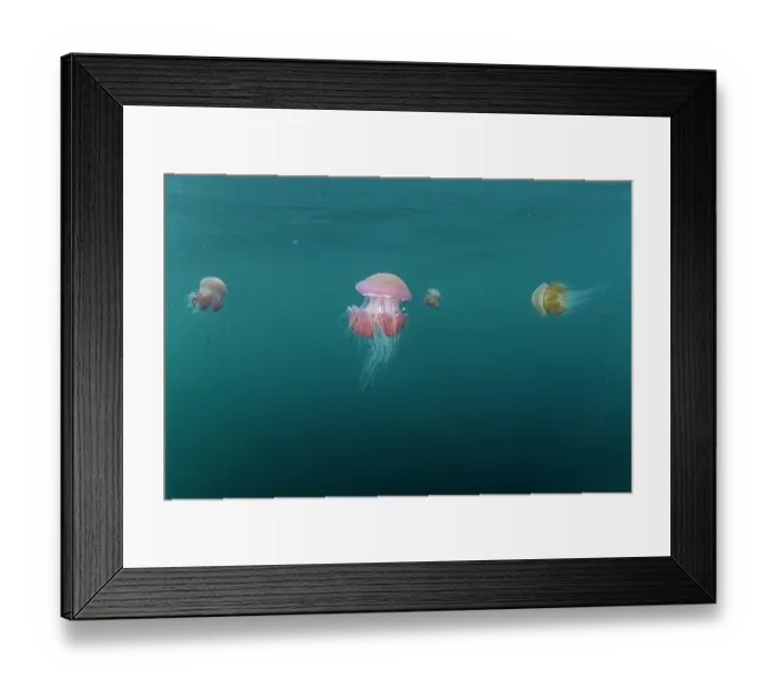 Framed Print : Group of Sea tomato jellyfish (Crambione mastigophora) drifting in ocean, Kei Islands, Moluccas, eastern Indonesia, Banda Sea, southwest Pacific Ocean Framed Print : Group of Sea tomato jellyfish (Crambione mastigophora) drifting in ocean, Kei Islands, Moluccas, eastern Indonesia, Banda Sea, southwest Pacific Ocean