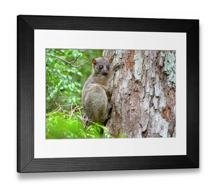 Framed Print : Daraina sportive lemur (Lepilemur milanoii) resting on edge of tree hole during the day, Andrafiamena-Andavakoera Protected Forest, northern Madagascar. Endangered Framed Print : Daraina sportive lemur (Lepilemur milanoii) resting on edge of tree hole during the day, Andrafiamena-Andavakoera Protected Forest, northern Madagascar. Endangered