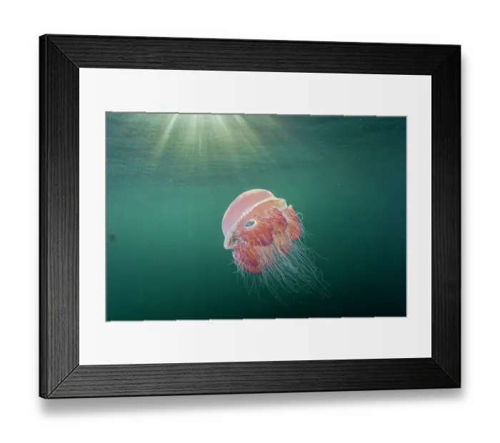 Framed Print : Sea tomato jellyfish (Crambione mastigophora) drifting close to surface with sunrays, Kei Islands, Moluccas, eastern Indonesia, Banda Sea, southwest Pacific Ocean Framed Print : Sea tomato jellyfish (Crambione mastigophora) drifting close to surface with sunrays, Kei Islands, Moluccas, eastern Indonesia, Banda Sea, southwest Pacific Ocean