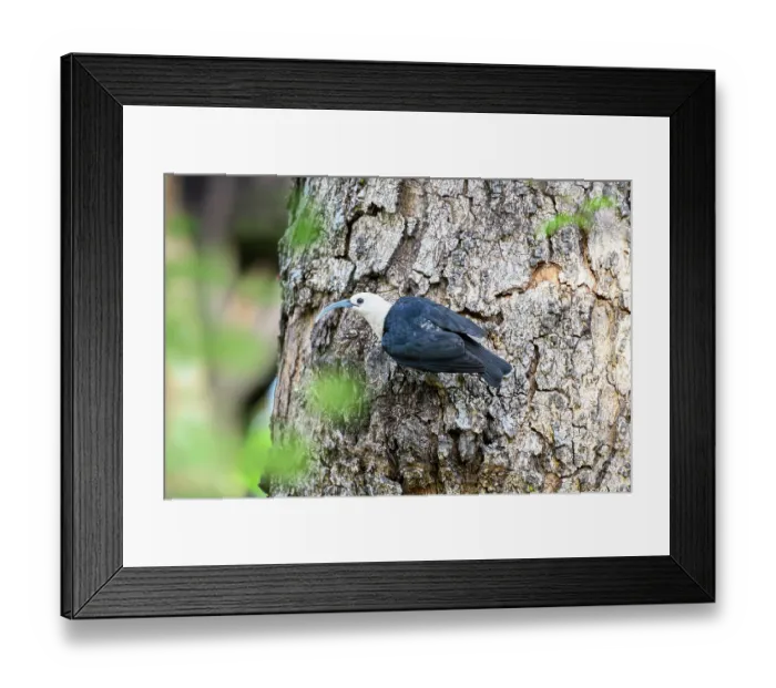 Framed Print : Sickle-billed vanga (Falculea palliata) perched on tree trunk in forest understorey, Anjajavy Private Reserve, north west Madagascar Framed Print : Sickle-billed vanga (Falculea palliata) perched on tree trunk in forest understorey, Anjajavy Private Reserve, north west Madagascar