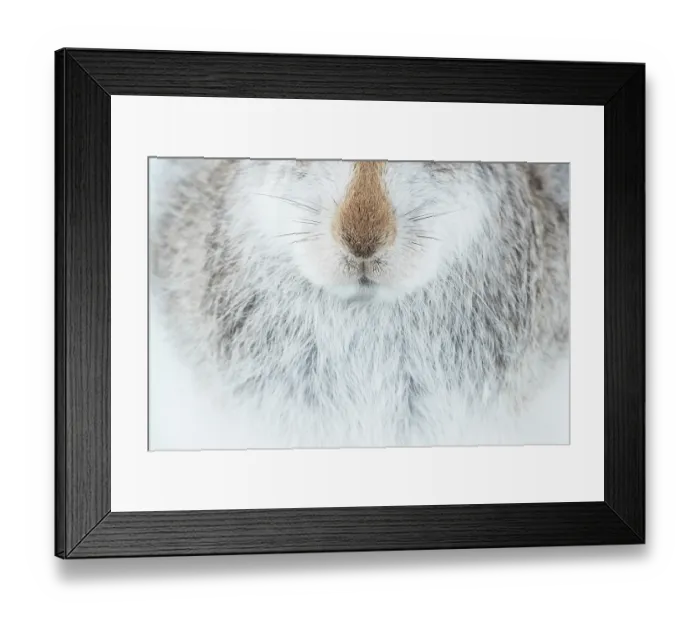 Framed Print : Mountain hare (Lepus timidus) in winter coat, nose and fur detail portrait, Cairngorms National Park, Scotland, UK. February