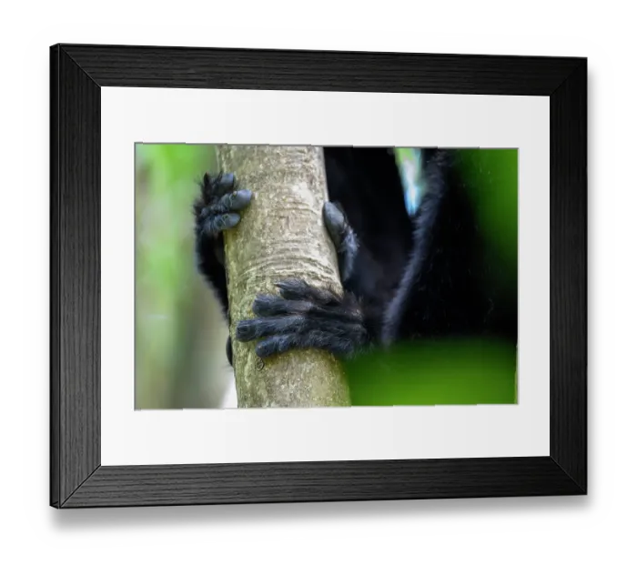 Framed Print : Hind foot of Perrier's black sifaka (Propithecus perrieri) male, resting on branch in forest understorey. Andrafiamena-Andavakoera Protected Forest, northern Madagascar Framed Print : Hind foot of Perrier's black sifaka (Propithecus perrieri) male, resting on branch in forest understorey. Andrafiamena-Andavakoera Protected Forest, northern Madagascar