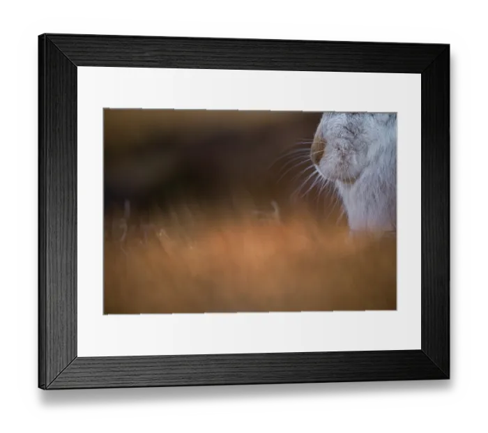 Framed Print : Mountain hare (Lepus timidus) in winter coat, nose detail portrait, Cairngorms National Park, Scotland, UK. March Framed Print : Mountain hare (Lepus timidus) in winter coat, nose detail portrait, Cairngorms National Park, Scotland, UK. March