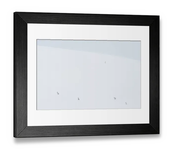 Framed Print : RF - Five Mountain hares (Lepus timidus) on a snow slope high in the mountains, Cairngorms National Park, Scotland, UK. February Framed Print : RF - Five Mountain hares (Lepus timidus) on a snow slope high in the mountains, Cairngorms National Park, Scotland, UK. February
