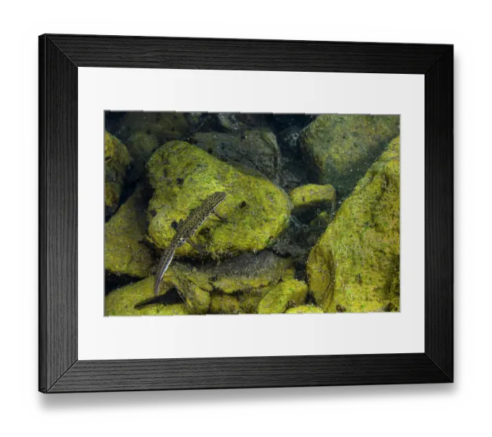 Framed Print : Smooth newt (Lissotriton vulgaris meridionalis) male swimming in pool, Rome, Italy Framed Print : Smooth newt (Lissotriton vulgaris meridionalis) male swimming in pool, Rome, Italy