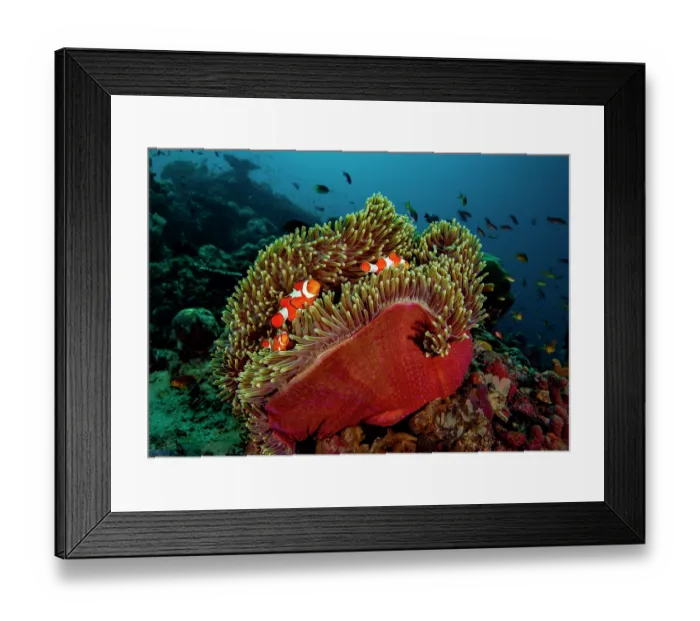 Framed Print : RF - False clown anemonefish (Amphiprion ocellaris) pair and juvenile, living among their Magnificent sea anemone (Heteractis magnifica) home, Raja Ampat, Indonesia Framed Print : RF - False clown anemonefish (Amphiprion ocellaris) pair and juvenile, living among their Magnificent sea anemone (Heteractis magnifica) home, Raja Ampat, Indonesia