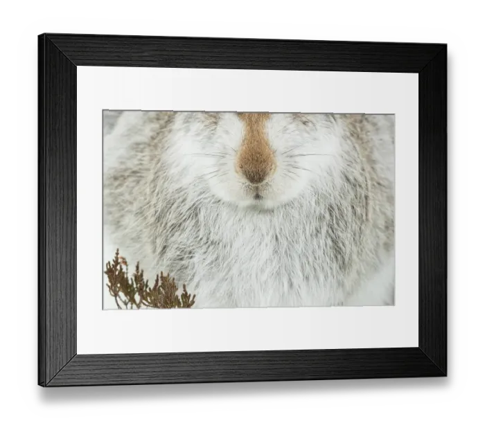 Framed Print : Mountain hare (Lepus timidus) in winter coat, nose and fur detail portrait, Cairngorms National Park, Scotland, UK. February