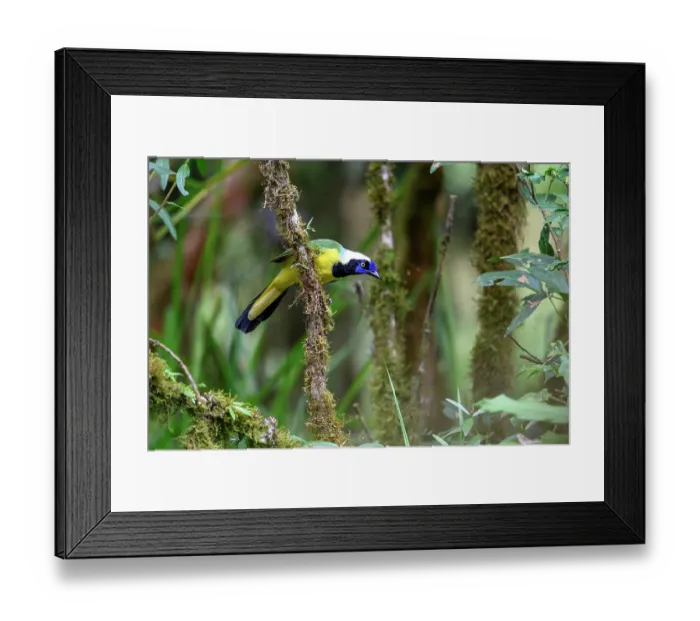 Framed Print : Inca jay (Cyanocorax yncas) male, perched on branch in rainforest canopy, buffer zone, Sumaco National Park, Amazon slope, Ecuador Framed Print : Inca jay (Cyanocorax yncas) male, perched on branch in rainforest canopy, buffer zone, Sumaco National Park, Amazon slope, Ecuador