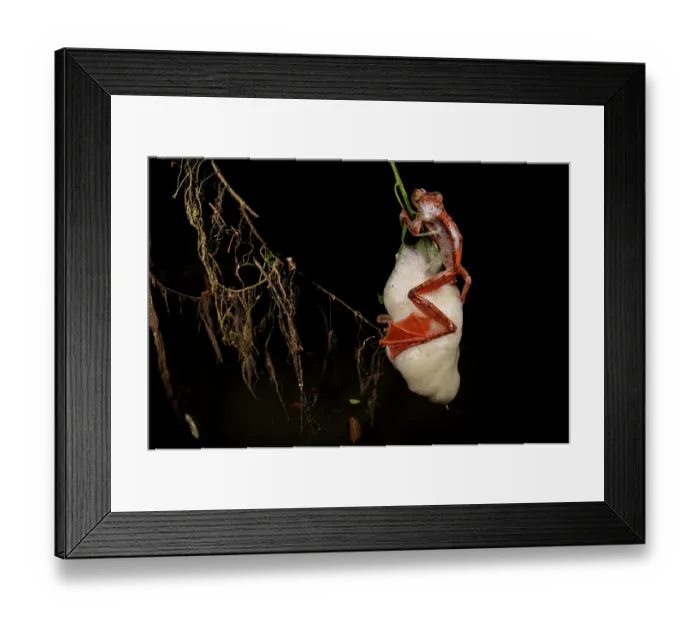 Framed Print : Panther flying frog (Rhacophorus pardalis) female depositing eggs in nest made of protein rich mucus hanging from leaf, Kubah National Park, Sarawak, Borneo Framed Print : Panther flying frog (Rhacophorus pardalis) female depositing eggs in nest made of protein rich mucus hanging from leaf, Kubah National Park, Sarawak, Borneo