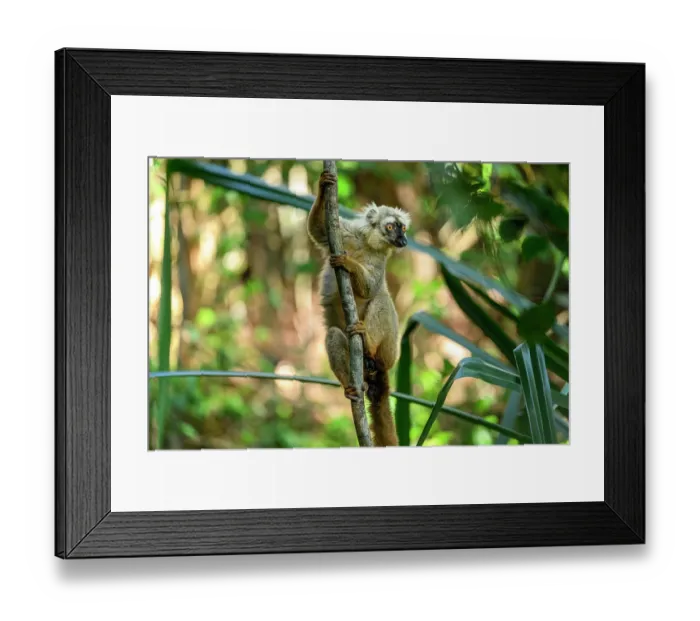 Framed Print : Sanford's brown lemur (Eulemur sanfordi) male, climbing up branch in forest understorey, Andrafiamena-Andavakoera Protected Forest, northern Madagascar. Endangered