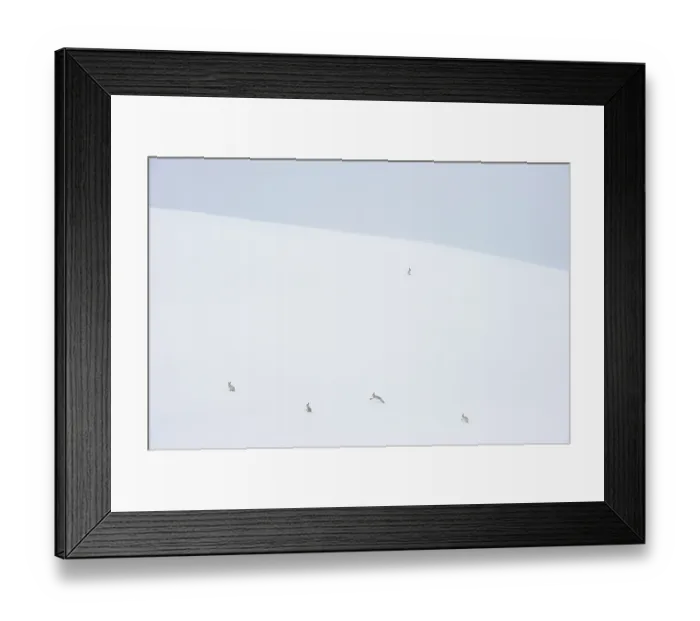 Framed Print : Five Mountain hares (Lepus timidus) on a snow slope high in the mountains, Cairngorms National Park, Scotland, UK. February Framed Print : Five Mountain hares (Lepus timidus) on a snow slope high in the mountains, Cairngorms National Park, Scotland, UK. February