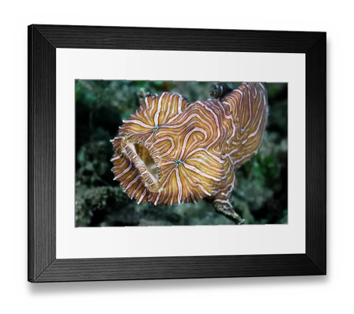 Framed Print : RF - Psychedelic frogfish (Histiophryne psychedelica) portrait, Ambon, Indonesia, Pacific Ocean. (This image may be licensed either as rights managed or royalty free.) Framed Print : RF - Psychedelic frogfish (Histiophryne psychedelica) portrait, Ambon, Indonesia, Pacific Ocean. (This image may be licensed either as rights managed or royalty free.)