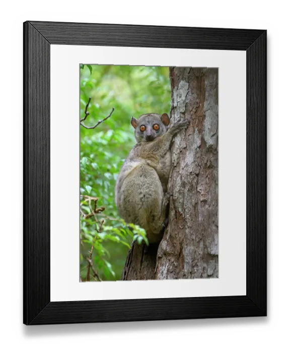 Framed Print : Daraina sportive lemur (Lepilemur milanoii) resting on edge of tree hole during the day, Andrafiamena-Andavakoera Protected Forest, northern Madagascar. Endangered Framed Print : Daraina sportive lemur (Lepilemur milanoii) resting on edge of tree hole during the day, Andrafiamena-Andavakoera Protected Forest, northern Madagascar. Endangered