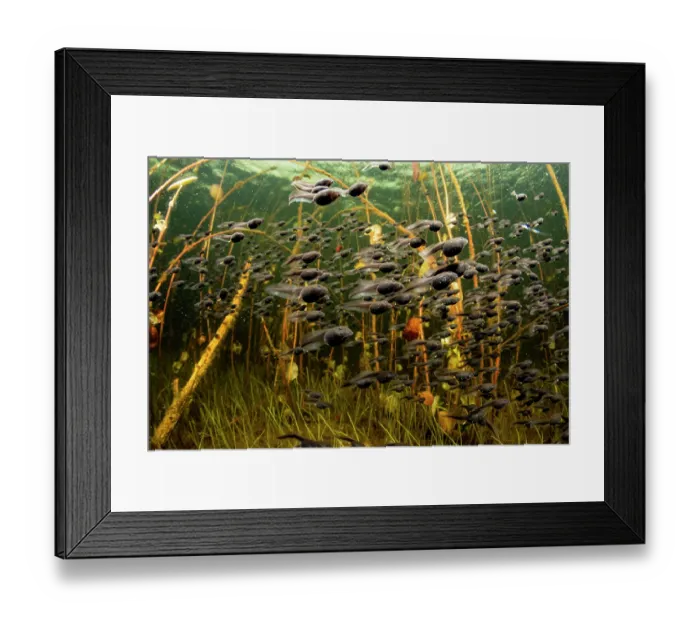 Framed Print : Western toad (Anaxyrus boreas) tadpoles moving from the safe, deep part of the lake to the shallows to feed on algae, Vancouver Island, British Columbia, Canada Framed Print : Western toad (Anaxyrus boreas) tadpoles moving from the safe, deep part of the lake to the shallows to feed on algae, Vancouver Island, British Columbia, Canada