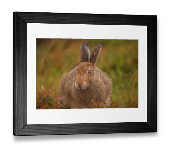 Framed Print : Mountain hare (Lepus timidus) sub-adult, portrait, Peak District National Park, England, UK. August Framed Print : Mountain hare (Lepus timidus) sub-adult, portrait, Peak District National Park, England, UK. August