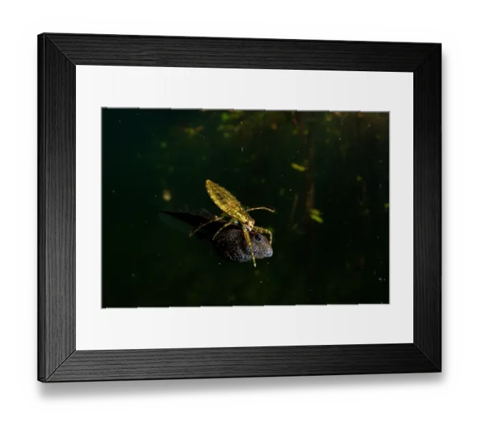Framed Print : Western toad (Anaxyrus boreas) tadpole being attacked by a water bug in a lake, Vancouver Island, British Columbia, Canada Framed Print : Western toad (Anaxyrus boreas) tadpole being attacked by a water bug in a lake, Vancouver Island, British Columbia, Canada