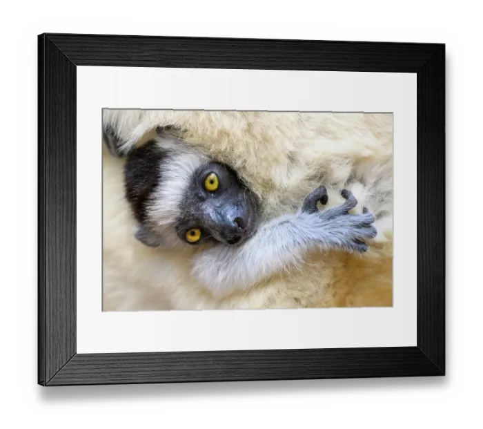 Framed Print : Verreaux's sifaka (Propithecus verreauxi) infant, aged 2-3 months, clinging to mother's fur, Kirindy Forest, Manabe, western Madagascar. Critically endangered Framed Print : Verreaux's sifaka (Propithecus verreauxi) infant, aged 2-3 months, clinging to mother's fur, Kirindy Forest, Manabe, western Madagascar. Critically endangered