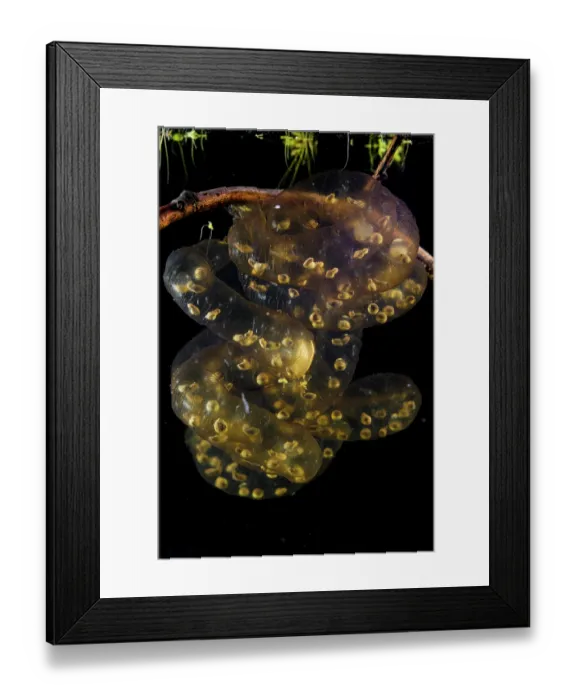 Framed Print : Oita salamander (Hynobius dunni) spawn with developing efts, captive Framed Print : Oita salamander (Hynobius dunni) spawn with developing efts, captive