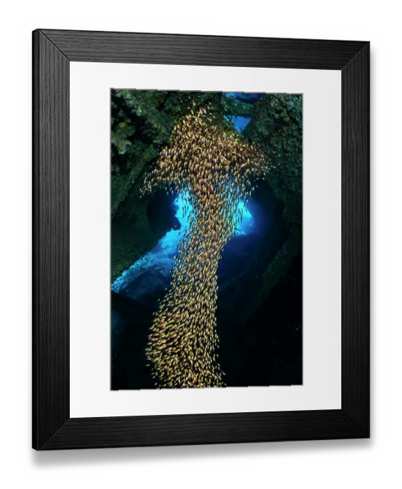 Framed Print : School of Golden sweepers (Parapriacanthus ransonneti) forming an arrow shape inside the wreck of the Dunraven, Sha'ab Mahmood, Red Sea, Sinai, Egypt Framed Print : School of Golden sweepers (Parapriacanthus ransonneti) forming an arrow shape inside the wreck of the Dunraven, Sha'ab Mahmood, Red Sea, Sinai, Egypt