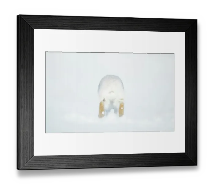 Framed Print : Mountain hare (Lepus timidus) in winter coat, running over snow, Cairngorms National Park, Scotland, UK. February Framed Print : Mountain hare (Lepus timidus) in winter coat, running over snow, Cairngorms National Park, Scotland, UK. February