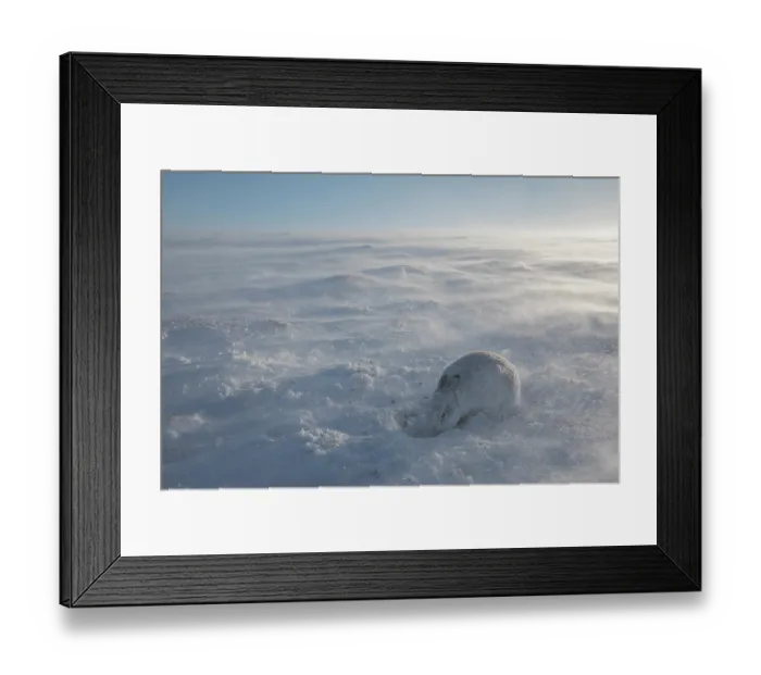 Framed Print : Mountain hare (Lepus timidus) foraging in snow in gale force wind high on an exposed plateau, Cairngorms National Park, Scotland, UK. February Framed Print : Mountain hare (Lepus timidus) foraging in snow in gale force wind high on an exposed plateau, Cairngorms National Park, Scotland, UK. February