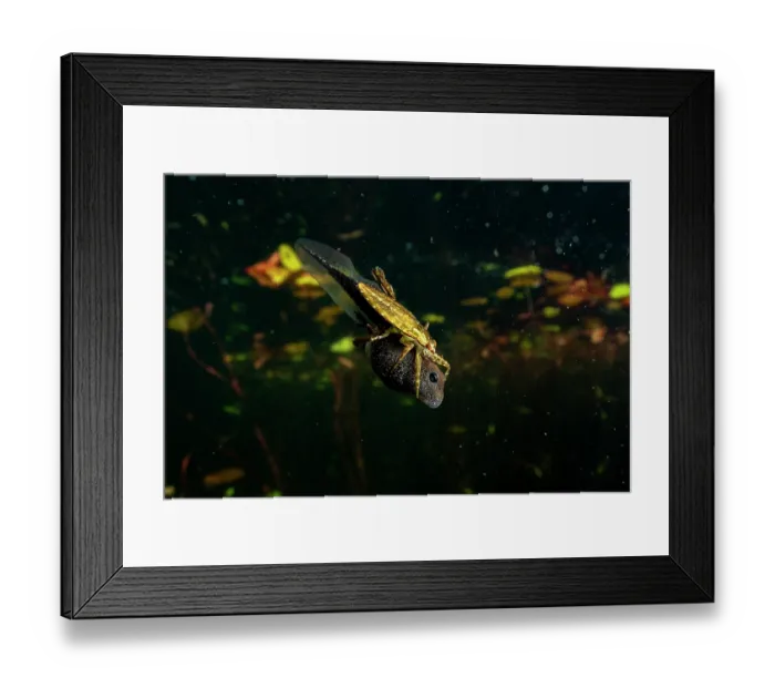 Framed Print : Western toad (Anaxyrus boreas) tadpole being attacked by a water bug in a lake, Vancouver Island, British Columbia, Canada Framed Print : Western toad (Anaxyrus boreas) tadpole being attacked by a water bug in a lake, Vancouver Island, British Columbia, Canada