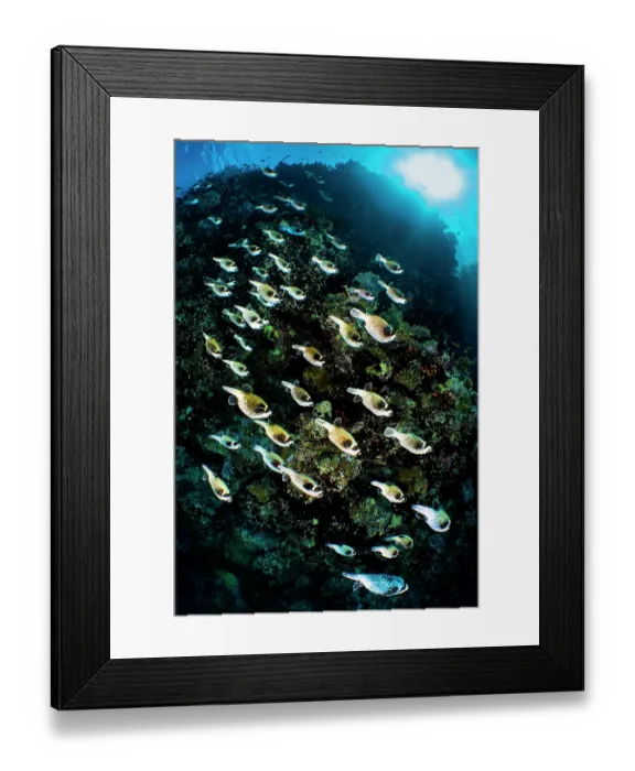 Framed Print : School of Masked pufferfish (Arothron diadematus) migrating along the reef to their spawning grounds, Ras Mohammed Marine Park, Sinai, Egypt, Red Sea Framed Print : School of Masked pufferfish (Arothron diadematus) migrating along the reef to their spawning grounds, Ras Mohammed Marine Park, Sinai, Egypt, Red Sea