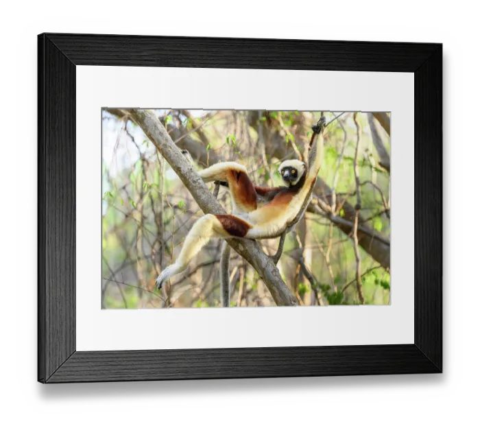 Framed Print : Coquerel's sifaka (Propithecus coquereli) female, resting on branch in forest understorey, Anjajavy Private Reserve, north west Madagascar. Critically endangered Framed Print : Coquerel's sifaka (Propithecus coquereli) female, resting on branch in forest understorey, Anjajavy Private Reserve, north west Madagascar. Critically endangered