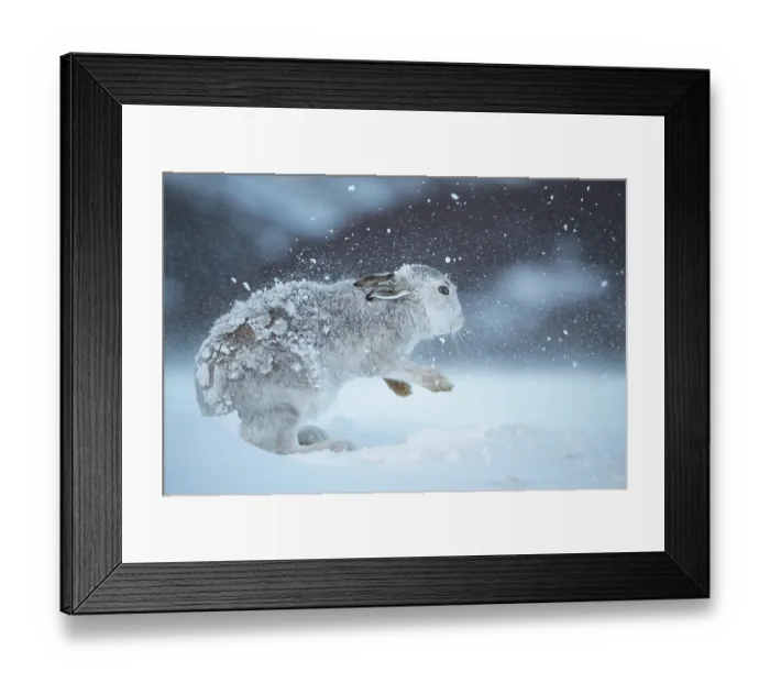 Framed Print : Mountain hare (Lepus timidus) shaking snow from its fur during snowstorm, Cairngorms National Park, Scotland, UK. February Framed Print : Mountain hare (Lepus timidus) shaking snow from its fur during snowstorm, Cairngorms National Park, Scotland, UK. February