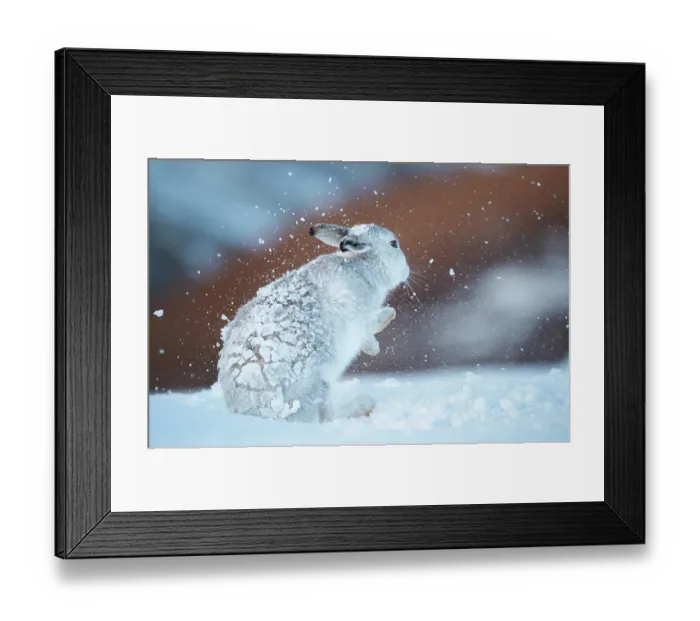Framed Print : Mountain hare (Lepus timidus) shaking snow from its fur during snowstorm, Cairngorms National Park, Scotland, UK. February Framed Print : Mountain hare (Lepus timidus) shaking snow from its fur during snowstorm, Cairngorms National Park, Scotland, UK. February