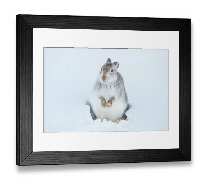 Framed Print : Mountain hare (Lepus timidus) shaking the snow off its paws after emerging from a snowhole high in the mountains, Cairngorms National Park, Scotland, UK. January Framed Print : Mountain hare (Lepus timidus) shaking the snow off its paws after emerging from a snowhole high in the mountains, Cairngorms National Park, Scotland, UK. January