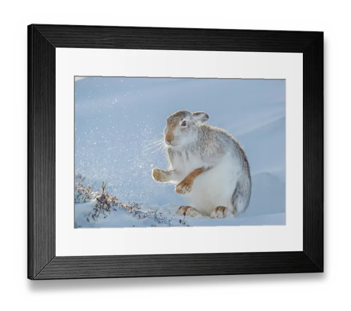 Framed Print : Mountain hare (Lepus timidus) shaking the snow from its paws, Cairngorms National Park, Scotland, UK. January Framed Print : Mountain hare (Lepus timidus) shaking the snow from its paws, Cairngorms National Park, Scotland, UK. January