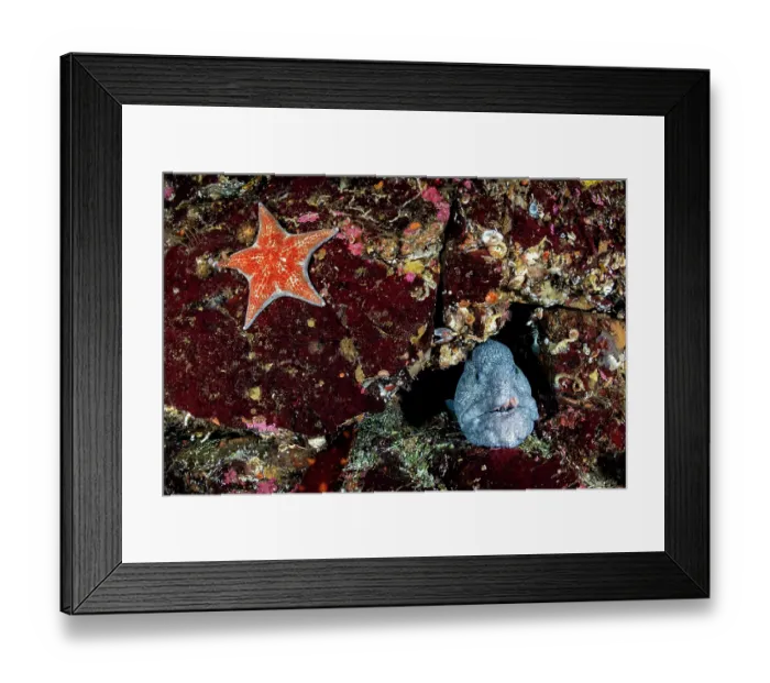 Framed Print : Wolf eel (Anarrhichthys ocellatus) male, peering out from den in reef with a Leather sea star (Dermasterias imbricata) close by, Nanoose Bay, Vancouver Island, British Columbia Framed Print : Wolf eel (Anarrhichthys ocellatus) male, peering out from den in reef with a Leather sea star (Dermasterias imbricata) close by, Nanoose Bay, Vancouver Island, British Columbia