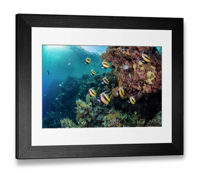 Framed Print : School of Red Sea bannerfish (Heniochus intermedius) swimming over a coral reef, Ras Umm Sid, Sharm El Shiekh, Sinai, Egypt, Red Sea Framed Print : School of Red Sea bannerfish (Heniochus intermedius) swimming over a coral reef, Ras Umm Sid, Sharm El Shiekh, Sinai, Egypt, Red Sea