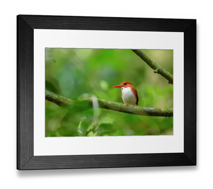 Framed Print : Madagascar pygmy kingfisher (Corythornis madagascariensis) perched on branch in forest understorey, Montagne d'Ambre National Park, northern Madagascar Framed Print : Madagascar pygmy kingfisher (Corythornis madagascariensis) perched on branch in forest understorey, Montagne d'Ambre National Park, northern Madagascar
